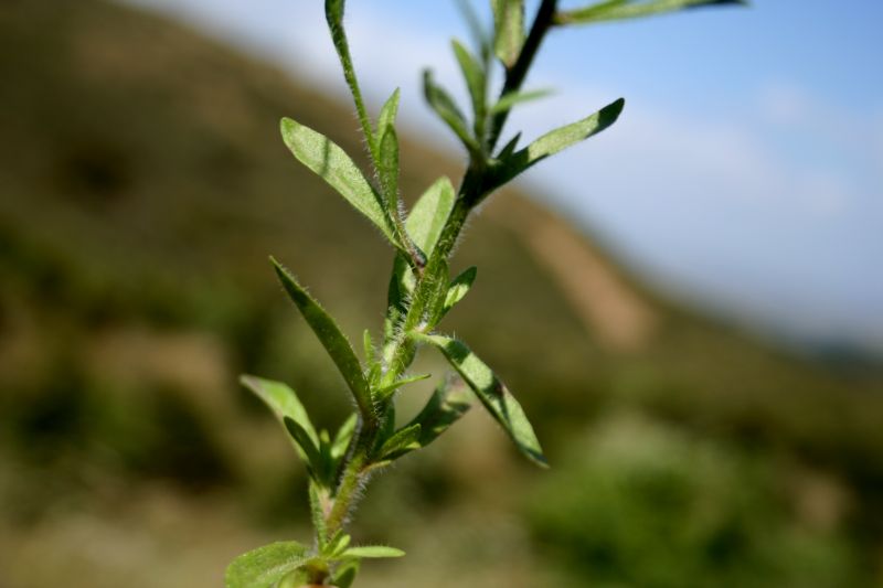 vedovina...? No, Jasione montana